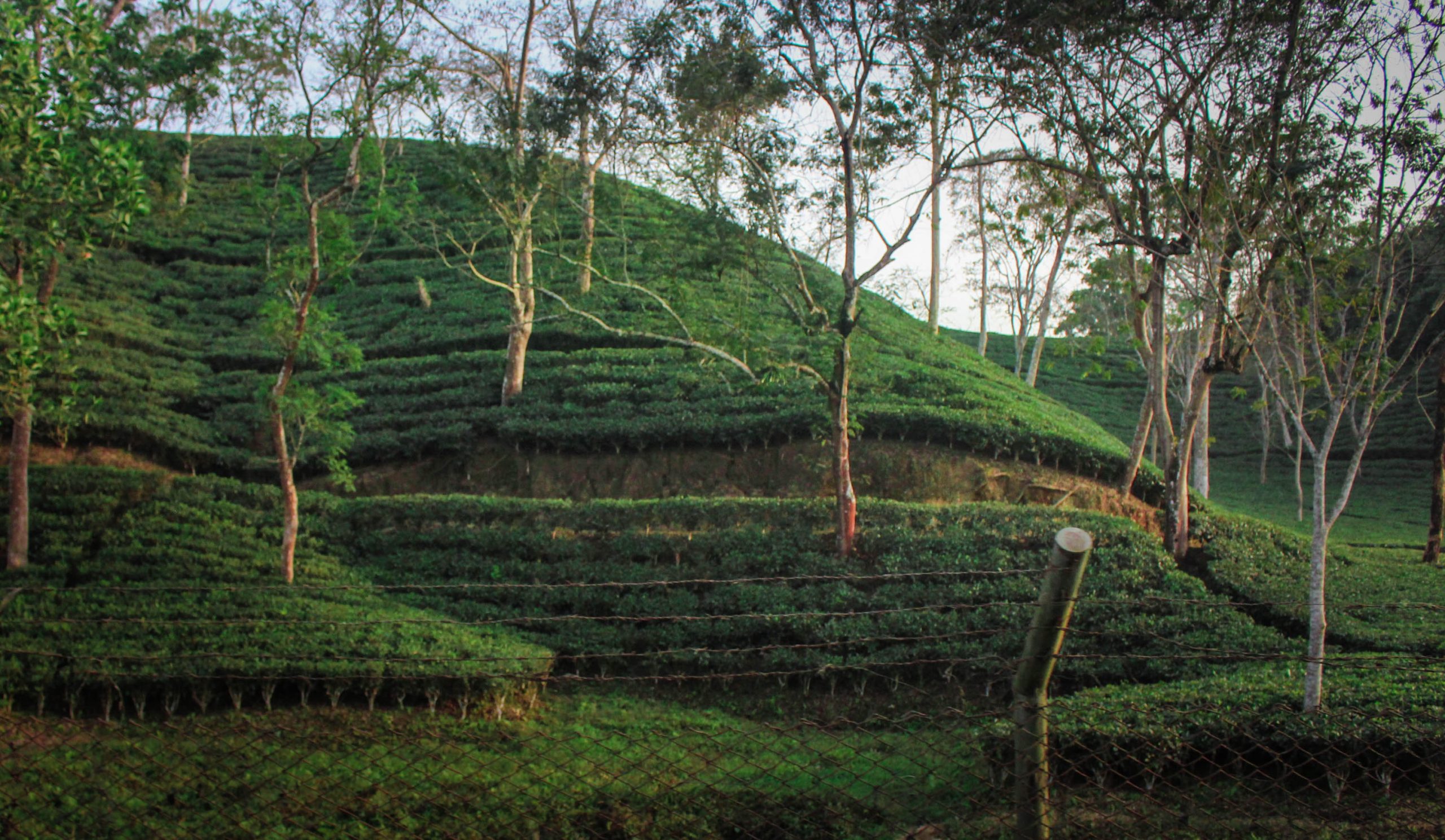 tea garden in sylhet